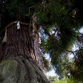 井浦新写真集「春日大社 千古の杜」